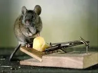 Как да хванете беглец мишка плъх плъх мишка мишка избяга мишка плъх, особено поведение,