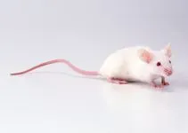 Как да хванете беглец мишка плъх плъх мишка мишка избяга мишка плъх, особено поведение,