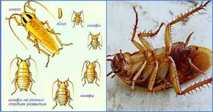 Как да се размножават домашните хлебарки и етап на развитие