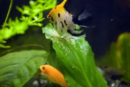 Как да се размножават скалариите, риба къща