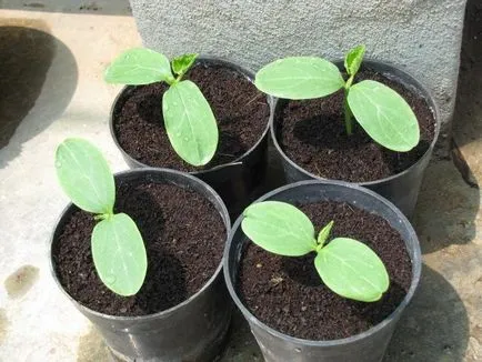 Как да се засадят краставици кацане у дома, подготовка на почвата, схеми, особено на правото