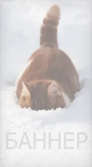 Cum sa faci pansament un câine, face pansament un animal, bandajarea câine