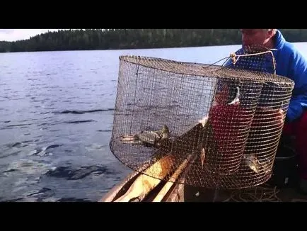 Hogyan készítsünk egy házi net, hogy a halakat (hogyan lehet egy csapda a hal a kezüket)