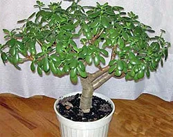 Пари дърво (Crassula)