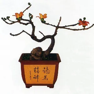 Bonsai copac în învățăturile Feng Shui - revistă de femei