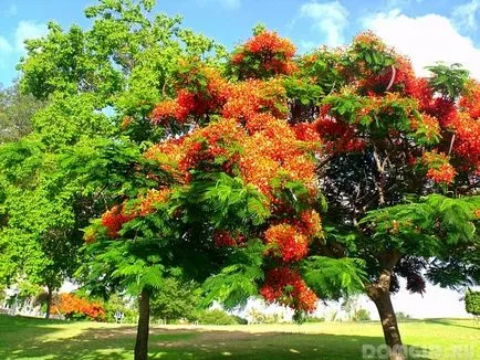 Plante decorative în zona de grădină