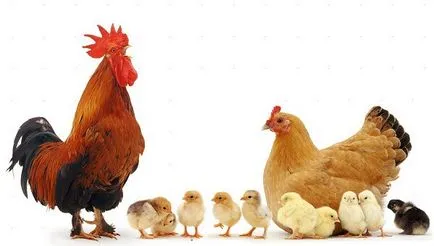 Milyen fajta csirkék választhat irányának meghatározása
