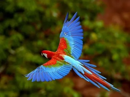 Как да изберем домашен папагал