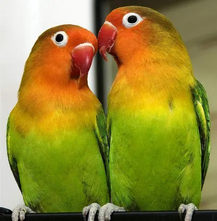 Как да изберем домашен папагал