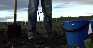 Как да расте един дом от кайсия ями и самостоятелно, за да се постигне отлични добиви