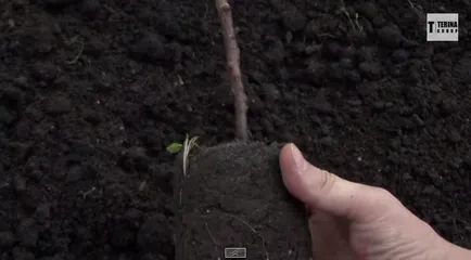 Hogyan növekszik a hazai kajszibarack gödrök és önállóan elérni kiváló hozammal