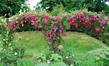 Hogyan Grow Roses