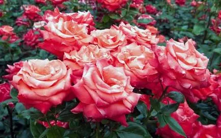 Hogyan Grow Roses