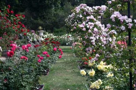 Hogyan Grow Roses