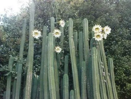 Cum să crească un cactus San pedro casa