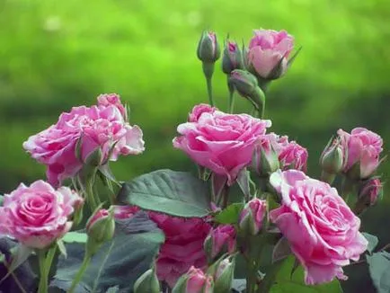 Hogyan Grow Roses