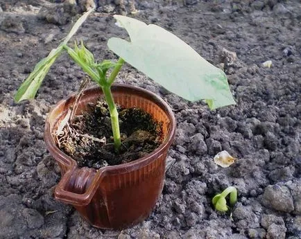 Как да расте боб с удоволствие, градински ми и овощна градина