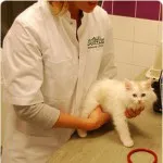 A kasztrálás macskák és posztoperatív komplikációk, állatorvosi Cybele