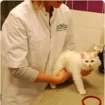 pisici castrarea și complicații postoperatorii, veterinarii Cybele