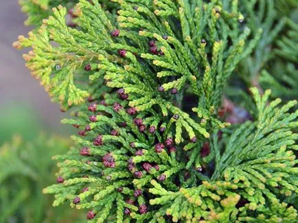 Cypress Elwood de îngrijire la fotografie acasă, plante chiparos - plantare și îngrijire,