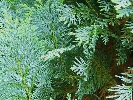 Cypress Elwood de îngrijire la fotografie acasă, plante chiparos - plantare și îngrijire,