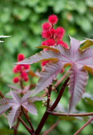 Castor - plantare și îngrijire de plante (recomandări foto și video)