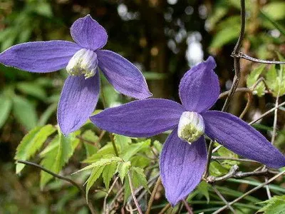 alpin siberian clematis flori fotografie și viță de vie