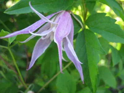 alpin siberian clematis flori fotografie și viță de vie