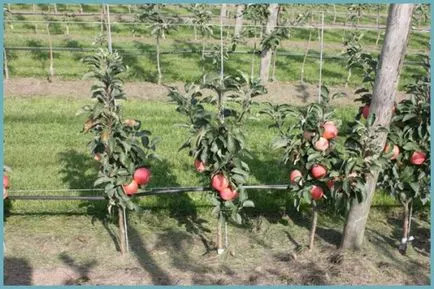 Piloane de plantare măr, îngrijire și foto, reproducere și de reproducere soiuri, îngrășăminte și fertilizarea