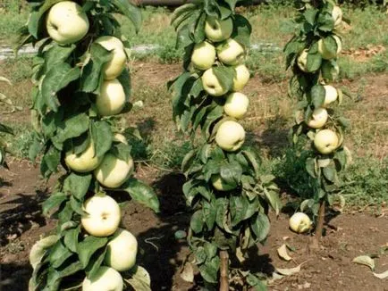 soiuri de mere colonari pentru Siberia și caracteristici vyrschivaniya