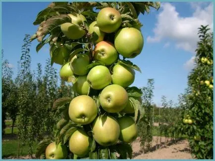 Piloane de plantare măr, îngrijire și foto, reproducere și de reproducere soiuri, îngrășăminte și fertilizarea