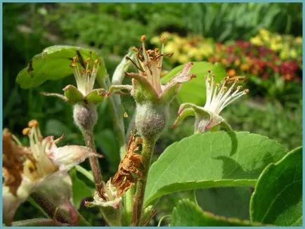 Piloane de plantare măr, îngrijire și foto, reproducere și de reproducere soiuri, îngrășăminte și fertilizarea