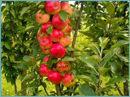 Колонен ябълково дърво засаждане, грижи и снимка, за възпроизвеждане и размножаване сортове, торове и торене
