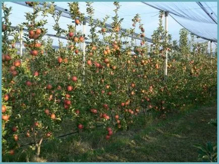 Piloane de plantare măr, îngrijire și foto, reproducere și de reproducere soiuri, îngrășăminte și fertilizarea