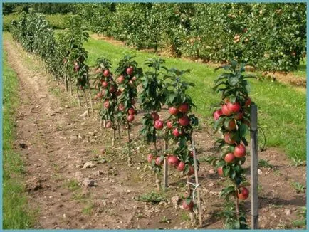 Oszlopos almafa ültetés, gondozás és fotó, reprodukció és tenyésztési fajták, műtrágyák és műtrágyázás