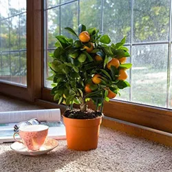 Cameră Mandarin la plantare acasă și de îngrijire, a bolilor și a îngrășămintelor, reproducere și