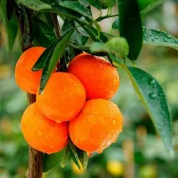 Cameră Mandarin la plantare acasă și de îngrijire, a bolilor și a îngrășămintelor, reproducere și