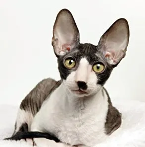 Cornish Rex macska fajták, állatok, fajta