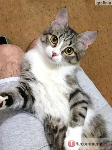 Macskaeledel Versele-Laga Lara felnőtt beltéri - «macska boldog és egészséges! „A felhasználók véleménye