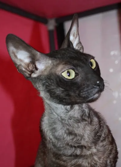 Cornish Rex macska fajták, állatok, fajta