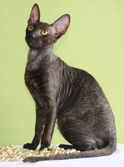 Cornish Rex macska fajták, állatok, fajta