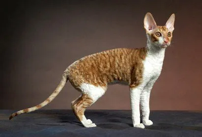 Cornish Rex rase de pisici, animale, rasă