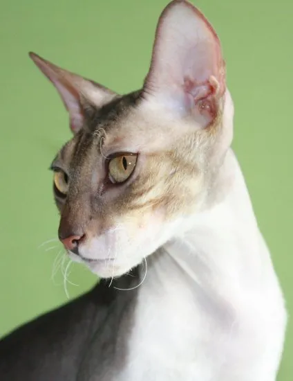 Cornish Rex macska fajták, állatok, fajta