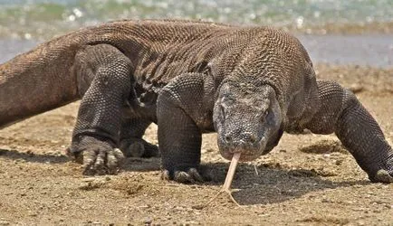 Komodo dragon