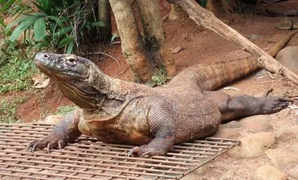 Komodo dragon