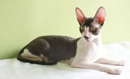 Cornish Rex macska fajták, állatok, fajta