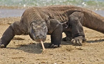 Komodo sárkány