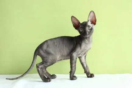 Cornish Rex rase de pisici, animale, rasă