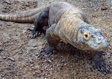 Komodo dragon