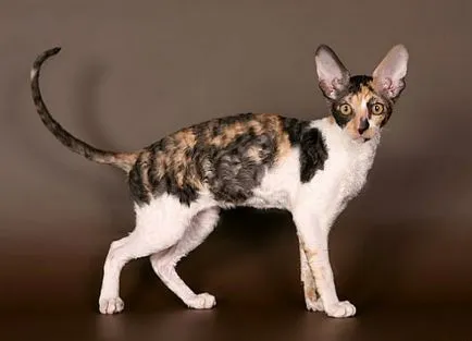 Cornish Rex macska fajták, állatok, fajta